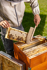 Image showing Honeycomb frame with bees