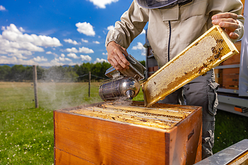 Image showing Beekeeper smoking honey bees