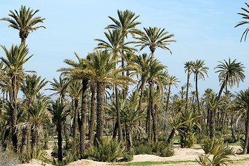 Image showing Landscape with Palm trees near Marrakech