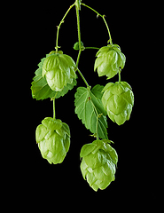 Image showing hop plant cones macro