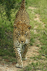 Image showing Leopard