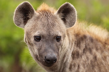 Image showing Hyena