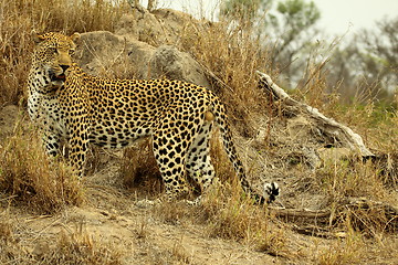 Image showing Leopard