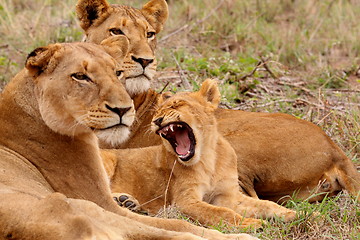 Image showing Lioness