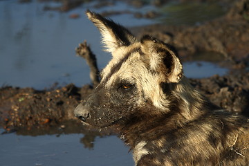 Image showing Wilddog