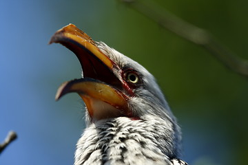 Image showing Yellowbilled hornbill