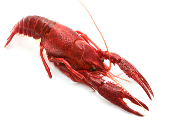 Image showing red crawfish on white background