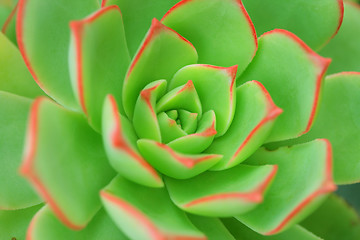 Image showing Green Aeonium Background