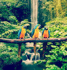 Image showing Blue-and-Yellow Macaw