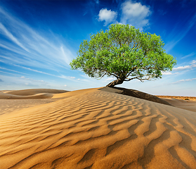 Image showing Lonely green tree in desert dunes