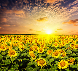 Image showing Sunflower field on susnet