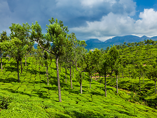 Image showing Green tea plantations in Munnar, Kerala, India