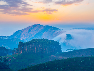 Image showing Green tea plantations in Munnar, Kerala, India