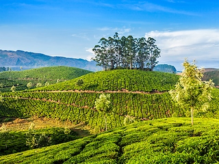 Image showing Green tea plantations in Munnar, Kerala, India