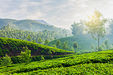 Image showing Green tea plantations in Munnar, Kerala, India