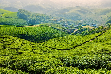 Image showing Green tea plantations in Munnar, Kerala, India