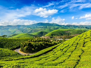 Image showing Green tea plantations in Munnar, Kerala, India