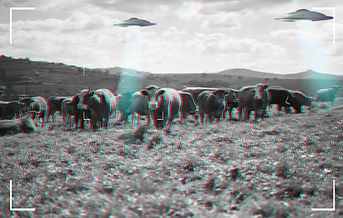 Image showing Recording of alien, spaceship and UFO with cow in field for fantasy, science fiction and space invasion. Extraterrestrial, travel and flying saucer on cattle farm for discovery, camcorder and mystery