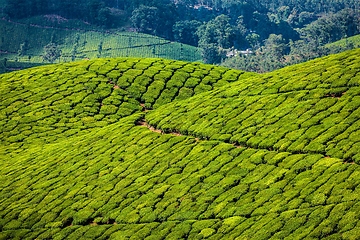 Image showing Green tea plantations in Munnar, Kerala, India