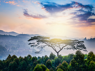 Image showing Lonely tree on sunrise in hills