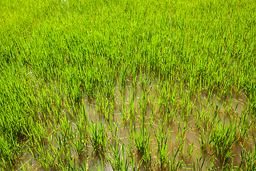 Image showing Rice paddy field close up