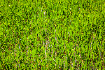 Image showing Rice paddy field close up