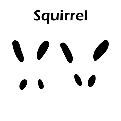 Image showing Squirrel Footprint