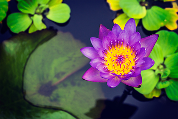 Image showing Purple lotus