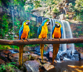 Image showing Blue-and-Yellow Macaw Ara ararauna