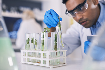 Image showing Science, plants and man with test tube in laboratory, research and thinking with natural medicine. Biotech, pharmaceutical and scientist with leaf, lab technician with green medical solution in glass