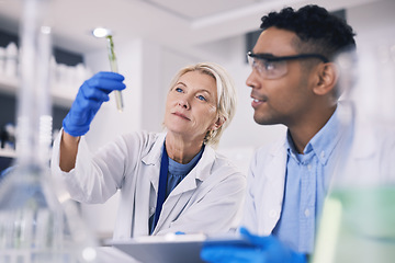 Image showing Science, leaves in test tube and man with woman in laboratory, research and thinking with nature. Biotechnology, agro study and scientist team with plants, lab technician checking solution in glass.