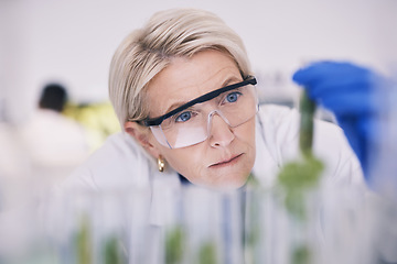 Image showing Science, plants and woman with test tube growth in laboratory, medical research and natural medicine. Biotech, pharmaceutical and scientist with leaf, lab technician checking green leaves in glass.