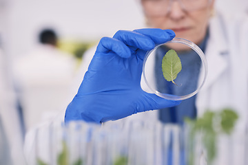 Image showing Science, plants and woman with glass in laboratory, medical research and natural medicine. Biotechnology, pharmaceutical and scientist with leaf growth, lab technician checking green leaves in dish.