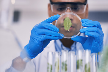 Image showing Science, plant in dish and man with test tube in laboratory, research and thinking with natural medicine. Biotechnology, pharmaceutical study and medical scientist with glass, lab technician leaves