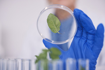 Image showing Science, plants in dish and hand in laboratory, research and agro growth with engineering in nature. Biotechnology, agriculture study and scientist with leaf in glass, lab technician checking results