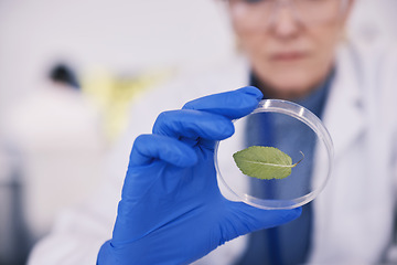 Image showing Science, leaf in glass and hands of woman in laboratory, research and natural medicine. Biotechnology, pharmaceutical study and medical scientist with leaves, lab technician and green plant in glass