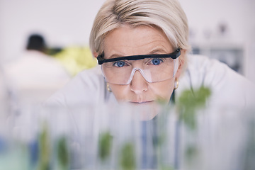 Image showing Science, plants and woman checking test tube in laboratory, research and thinking with nature. Biotechnology, pharmaceutical study and scientist with leaf, lab technician checking solution in glass.