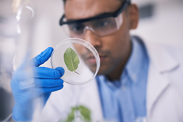 Image showing Science, plant in dish and man in laboratory, research and thinking with growth in natural medicine. Biotechnology, pharmaceutical study or medical scientist with leaf, lab technician leaves in glass
