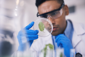 Image showing Scientist in laboratory, leaf in dish and research, thinking and focus on growth in natural medicine. Biotechnology, pharmaceutical study and medical science, man and plants in test or lab technician