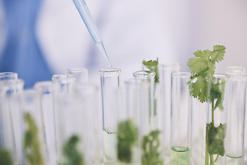 Image showing Science, leaves in test tube and lab research on growth, development and natural medicine. Biotechnology, pharmaceutical study and scientist with pipette, medical laboratory and leaf in glass