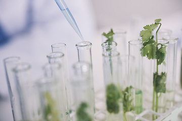 Image showing Science, plants in test tube and lab research on growth and development with leaves in nature. Biotechnology, pharmaceutical study and scientist with pipette, lab technician checking leaf in glass.