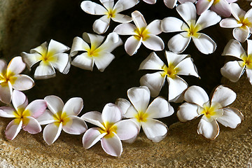 Image showing Floating flowers