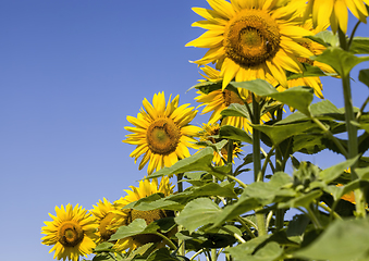 Image showing group flower in Europe