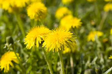 Image showing beautiful yellow dandelion