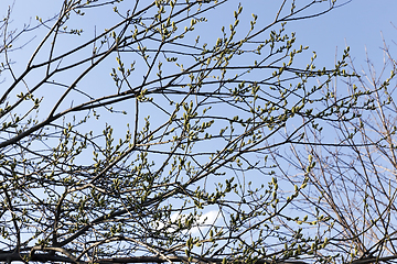 Image showing tree branches