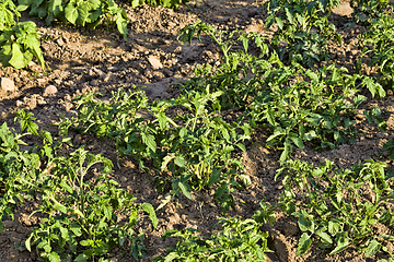 Image showing field with tomatoes