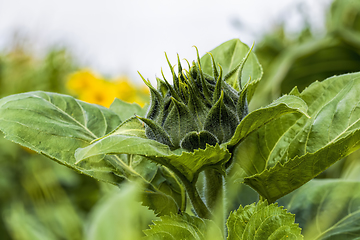 Image showing flowers with a closed Bud