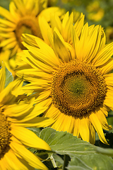 Image showing sunflowers, territory of Eastern Europe