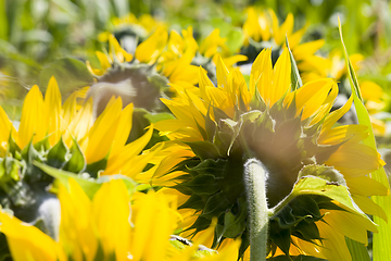 Image showing large number of yellow sunflowers