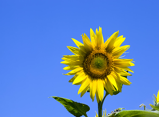 Image showing yellow annual sunflower